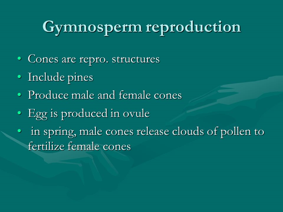 Gymnosperm reproduction