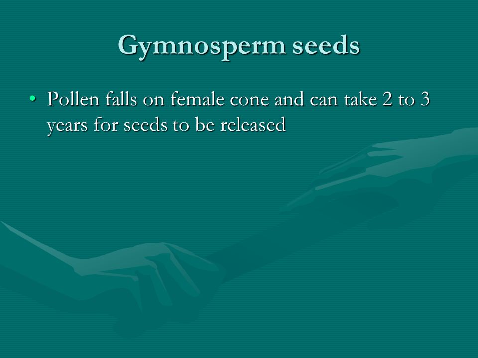 Gymnosperm seeds Pollen falls on female cone and can take 2 to 3 years for seeds to be released