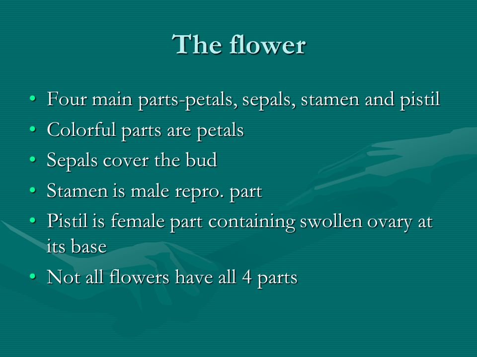 The flower Four main parts-petals, sepals, stamen and pistil