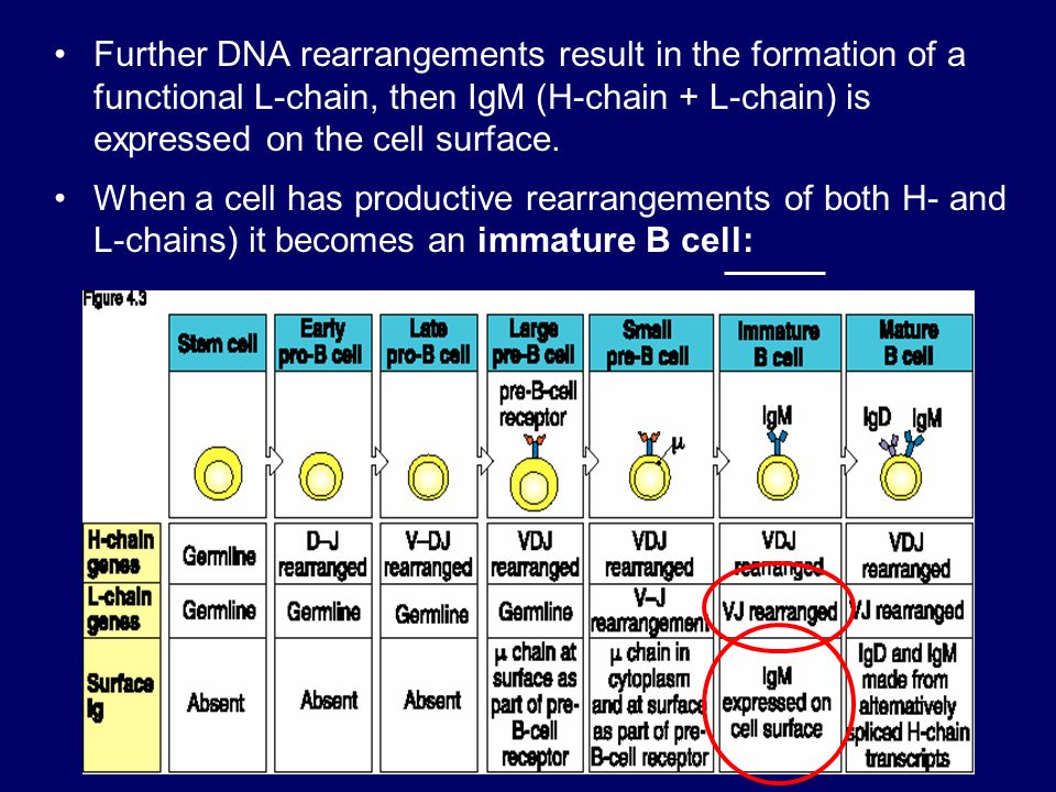 Further DNA rearrangements result in the formation of a functional L-chain, then IgM (H-chain + L-chain) is expressed on the cell surface.