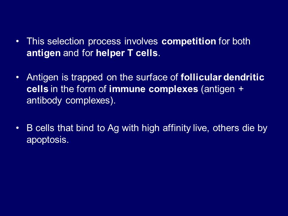 This selection process involves competition for both antigen and for helper T cells.