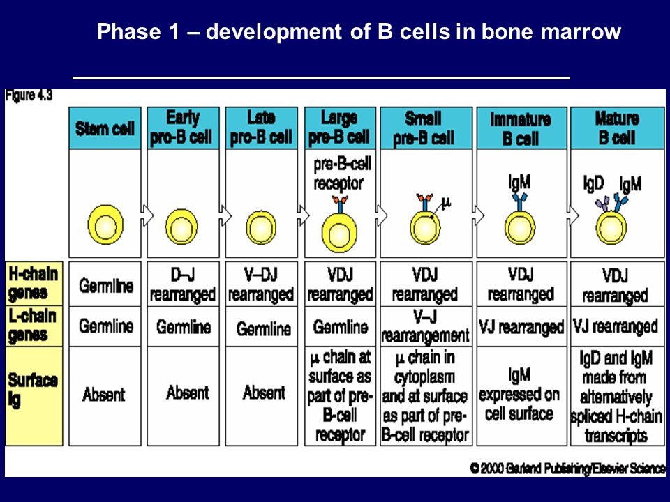 Phase 1 – development of B cells in bone marrow