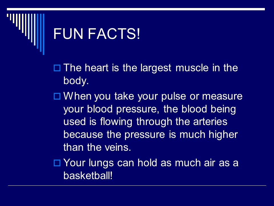 FUN FACTS! The heart is the largest muscle in the body.