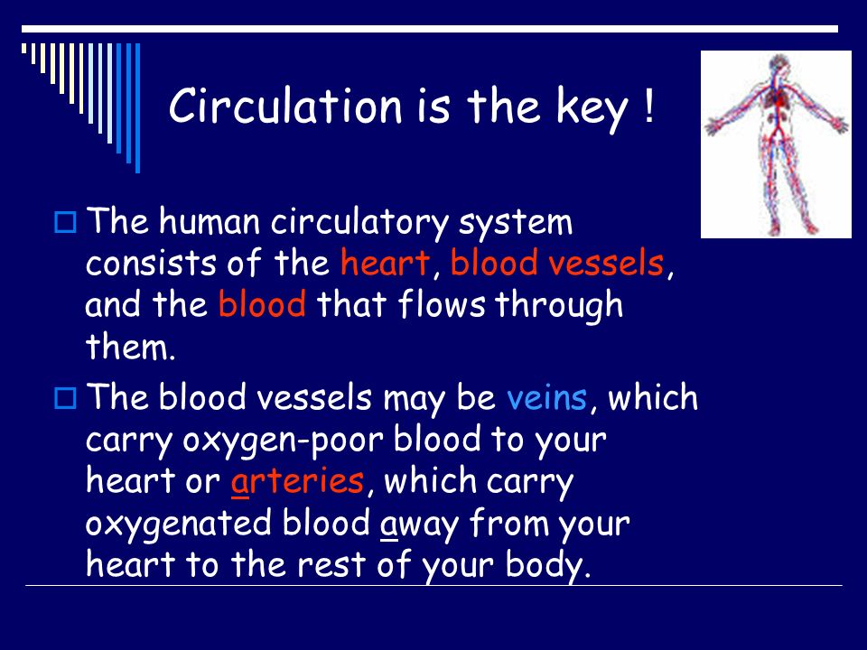 Circulation is the key ! The human circulatory system consists of the heart, blood vessels, and the blood that flows through them.
