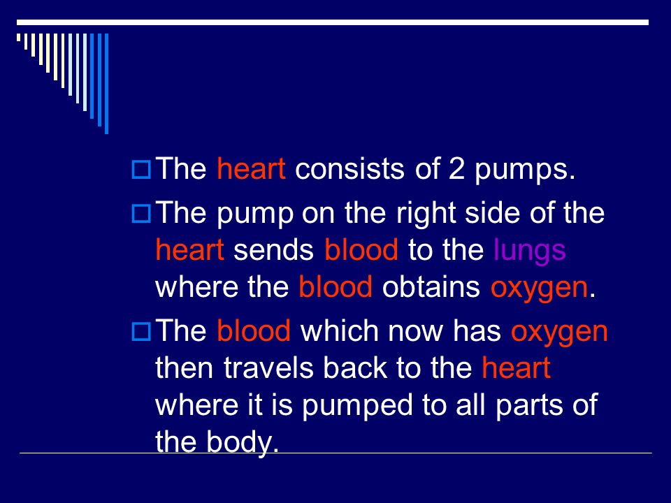The heart consists of 2 pumps.