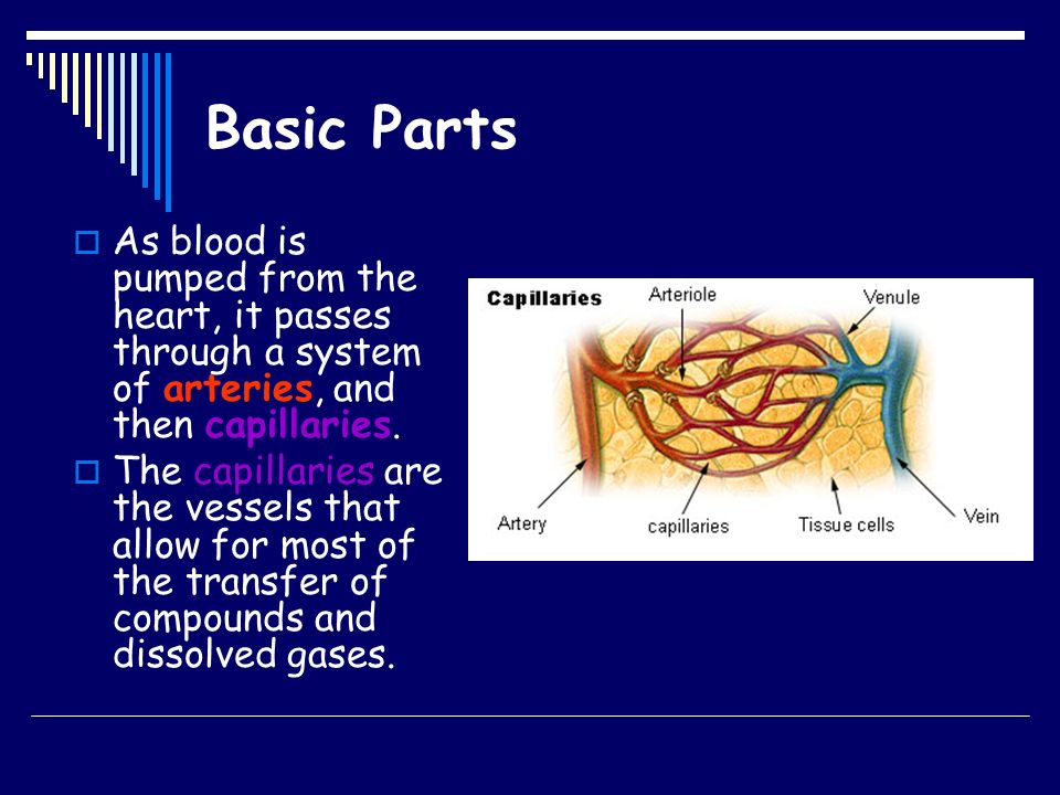 Basic Parts As blood is pumped from the heart, it passes through a system of arteries, and then capillaries.