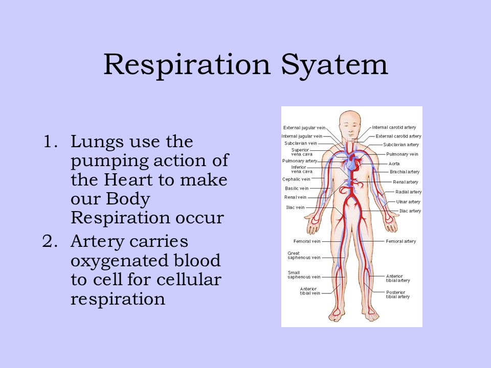 Respiration Syatem Lungs use the pumping action of the Heart to make our Body Respiration occur.