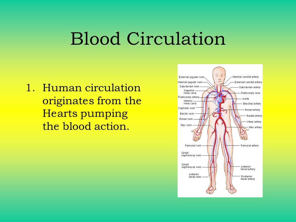 Blood Circulation Human circulation originates from the Hearts pumping the blood action.
