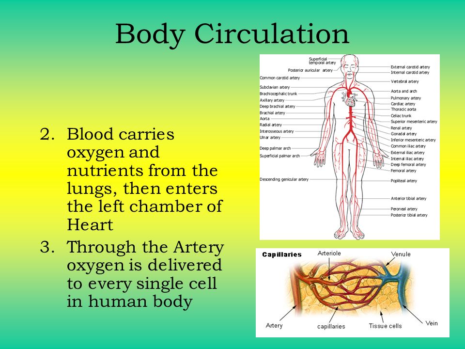 Body Circulation Blood carries oxygen and nutrients from the lungs, then enters the left chamber of Heart.