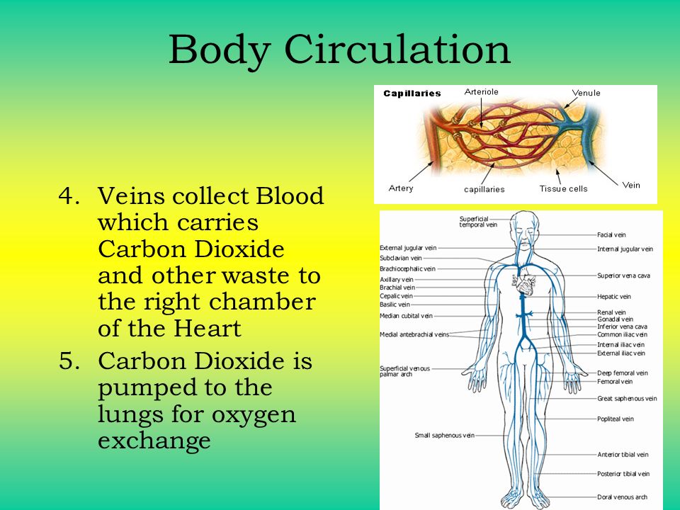 Body Circulation Veins collect Blood which carries Carbon Dioxide and other waste to the right chamber of the Heart.