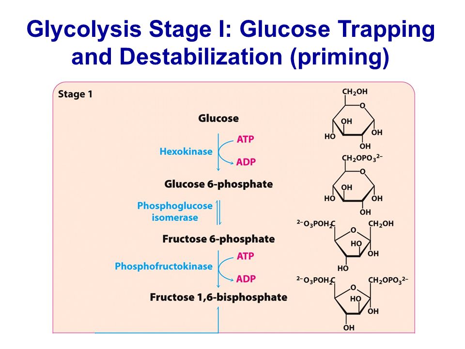 Glycolysis Stage I: Glucose Trapping and Destabilization (priming)