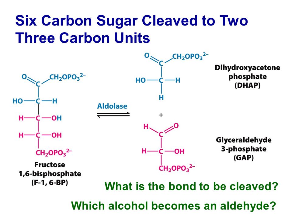 Six Carbon Sugar Cleaved to Two Three Carbon Units