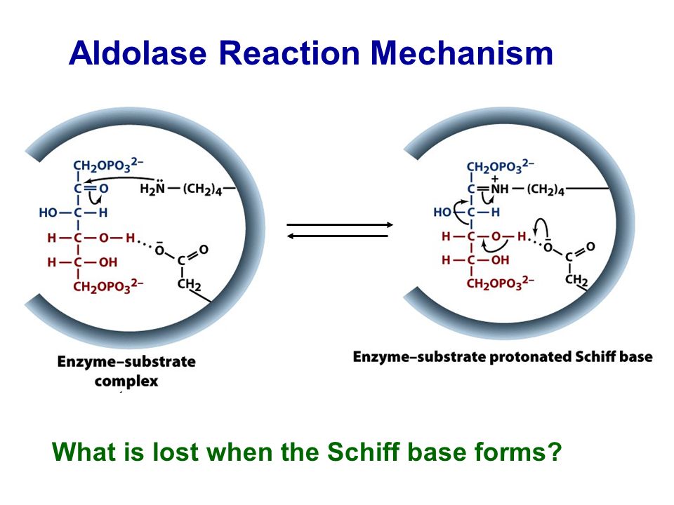 Aldolase Reaction Mechanism