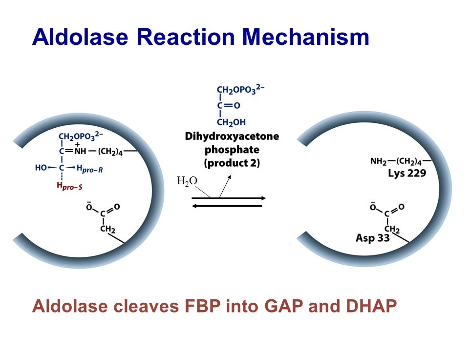 Aldolase Reaction Mechanism