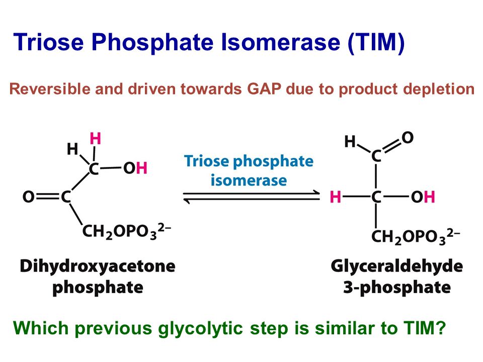Triose Phosphate Isomerase (TIM)