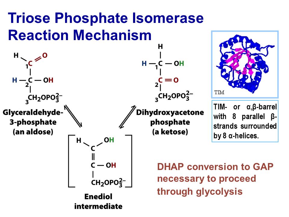 Glycolysis: Step #5 Triose Phosphate Isomerase