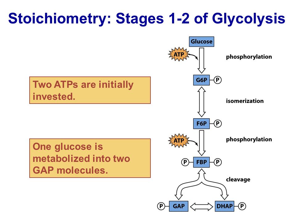 Stoichiometry: Stages 1-2 of Glycolysis