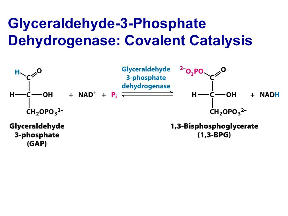 Glyceraldehyde-3-Phosphate Dehydrogenase: Covalent Catalysis