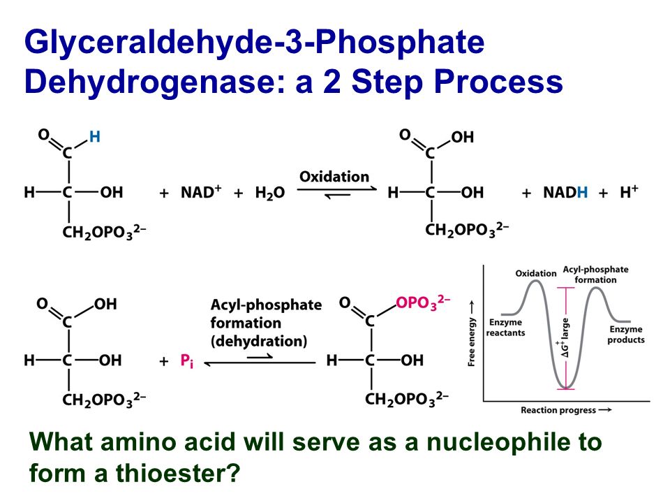 Glyceraldehyde-3-Phosphate Dehydrogenase: a 2 Step Process
