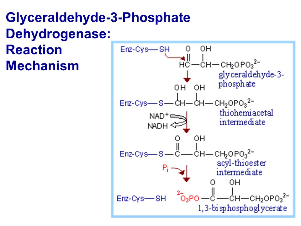 Glyceraldehyde-3-Phosphate Dehydrogenase: