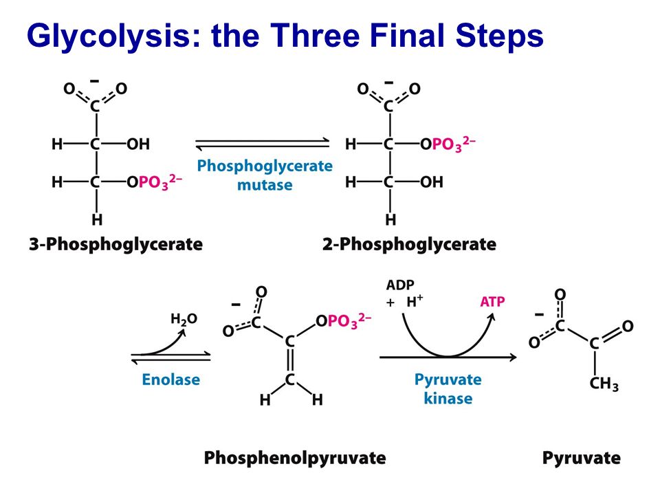 Glycolysis: the Three Final Steps