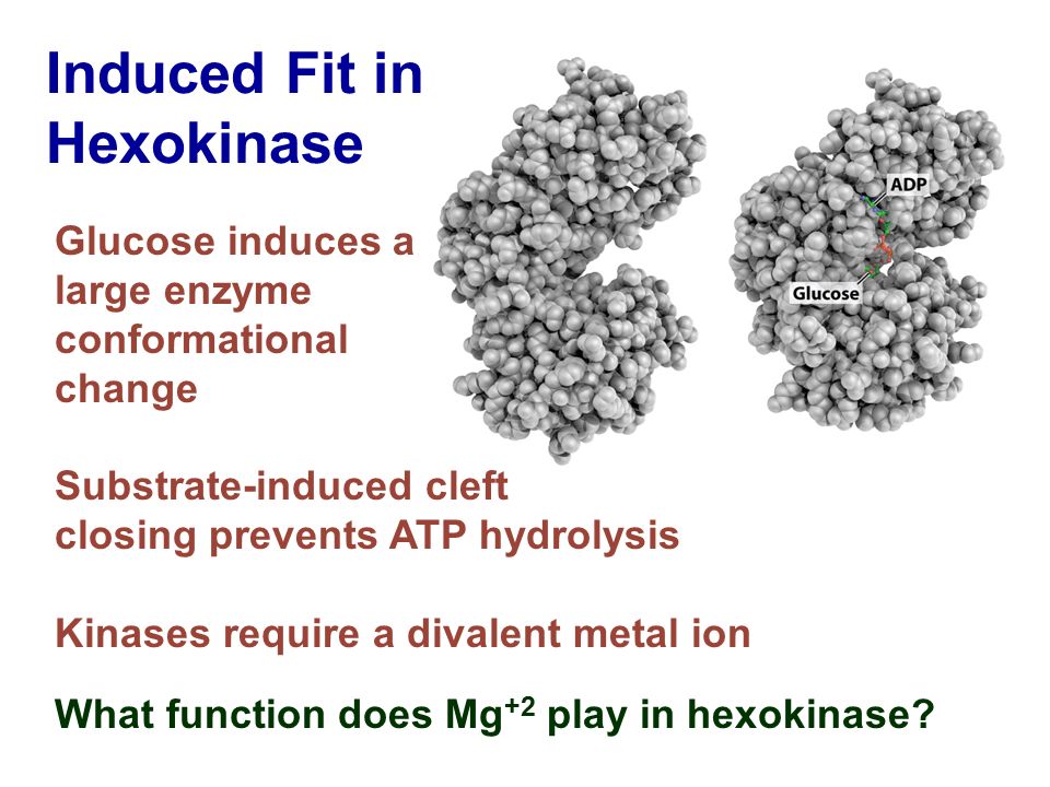 Induced Fit in Hexokinase