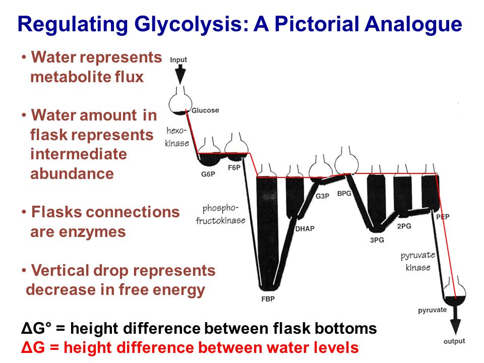 Regulating Glycolysis: A Pictorial Analogue