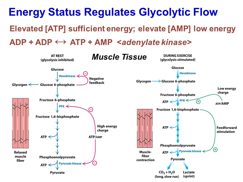 Energy Status Regulates Glycolytic Flow