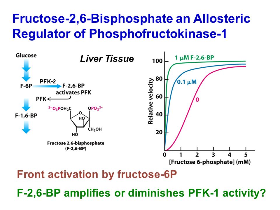 Fructose-2,6-Bisphosphate an Allosteric Regulator of Phosphofructokinase-1