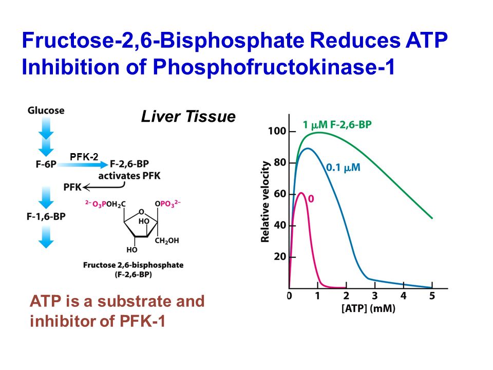 Fructose-2,6-Bisphosphate Reduces ATP Inhibition of Phosphofructokinase-1