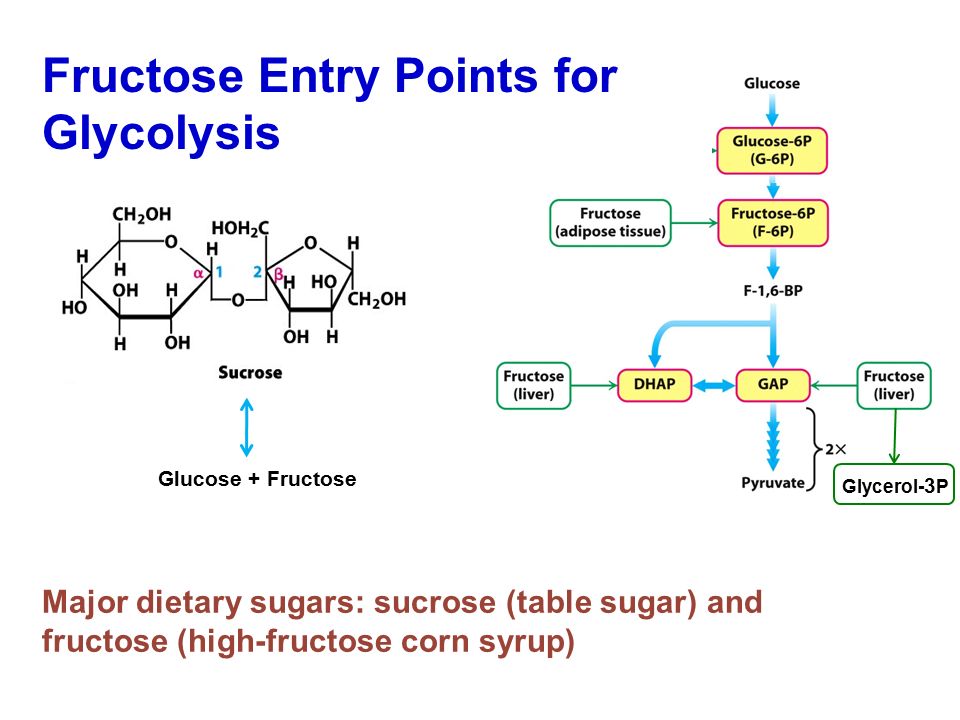 Fructose Entry Points for Glycolysis