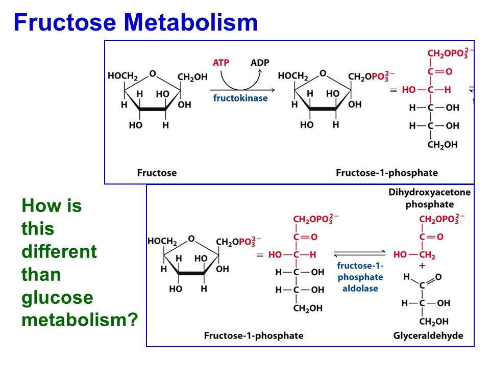 Fructose Metabolism How is this different than glucose metabolism
