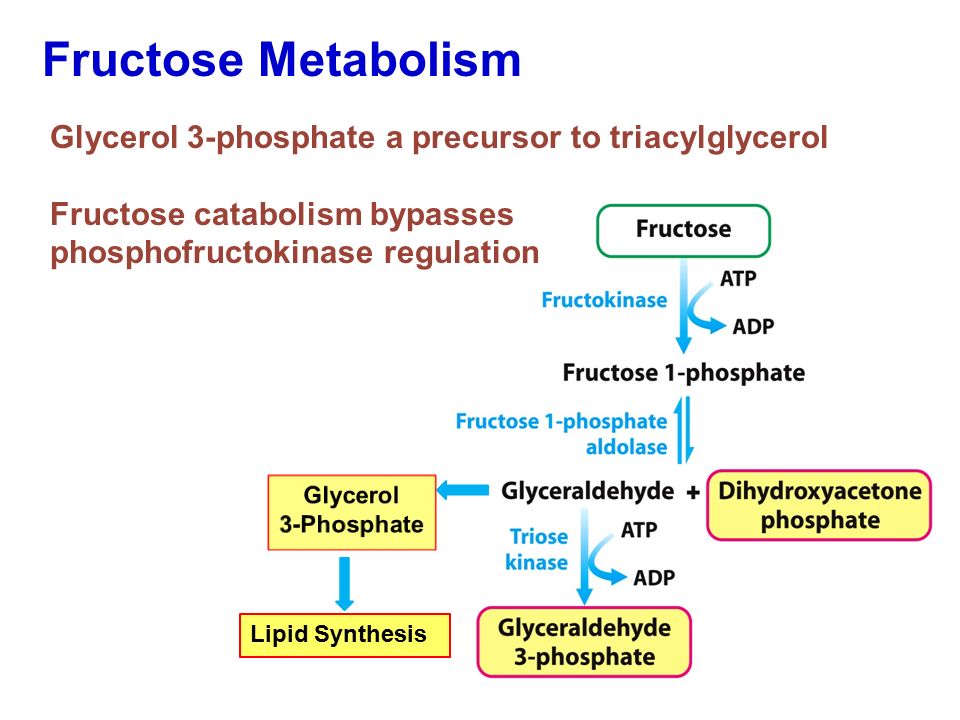 Fructose Metabolism Glycerol 3-phosphate a precursor to triacylglycerol. Fructose catabolism bypasses.