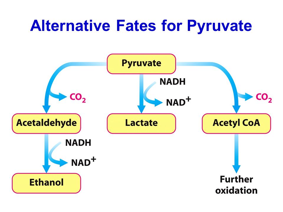 Alternative Fates for Pyruvate