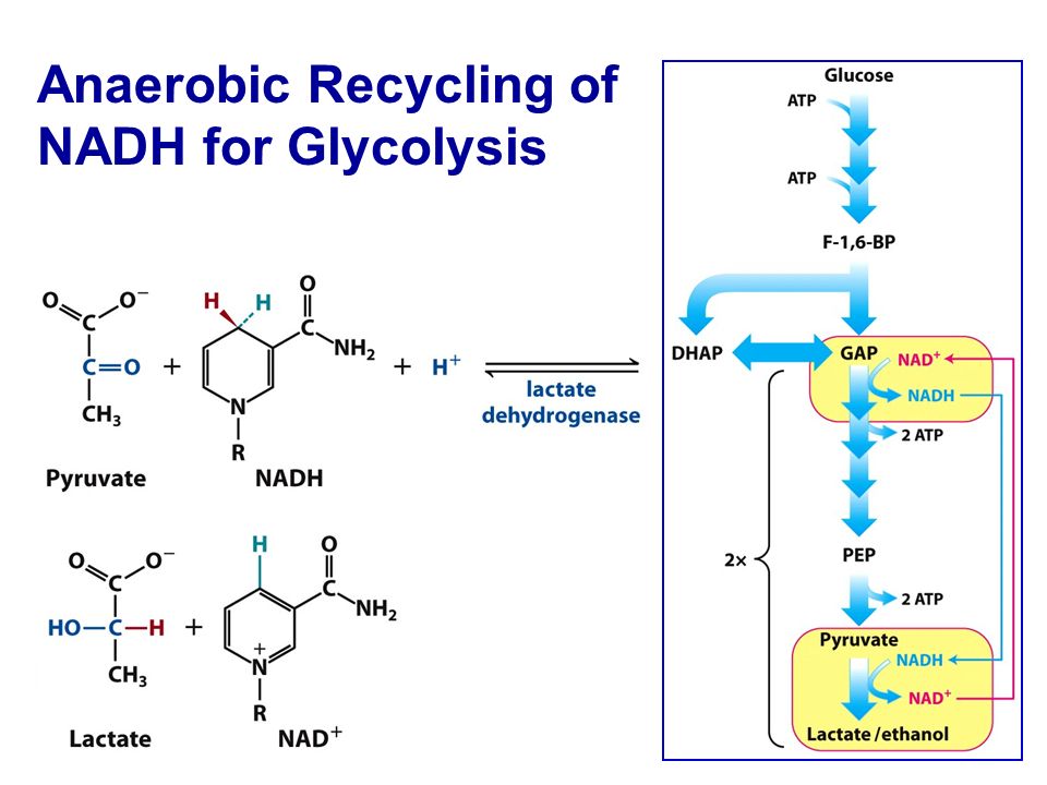 Anaerobic Recycling of NADH for Glycolysis