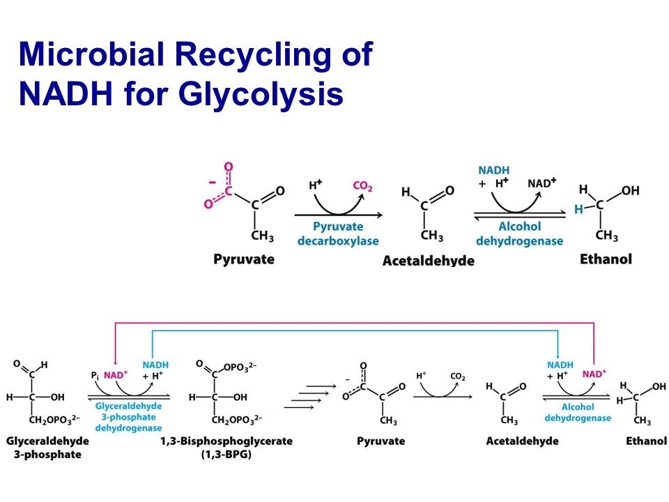 Microbial Recycling of NADH for Glycolysis