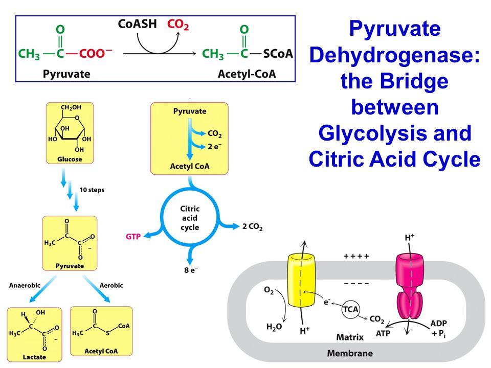 Pyruvate Dehydrogenase: the Bridge between Glycolysis and Citric Acid Cycle