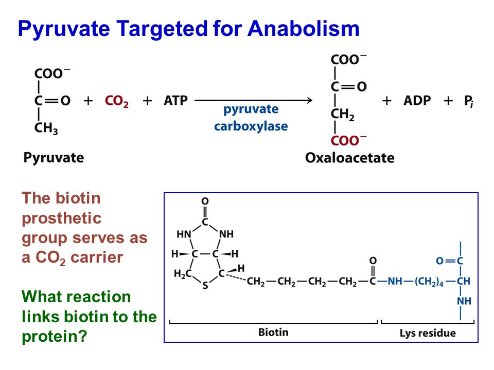 Pyruvate Targeted for Anabolism