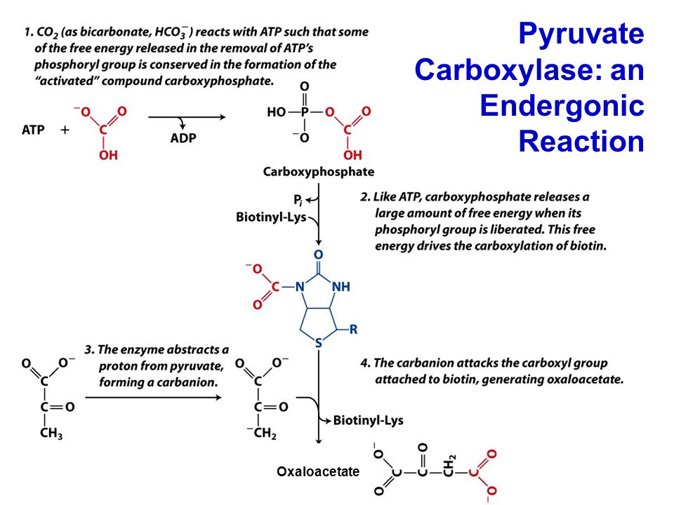 Pyruvate Carboxylase: an Endergonic Reaction