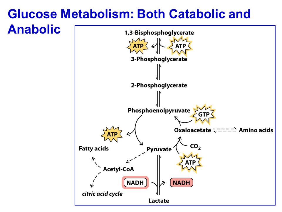 Glucose Metabolism: Both Catabolic and Anabolic