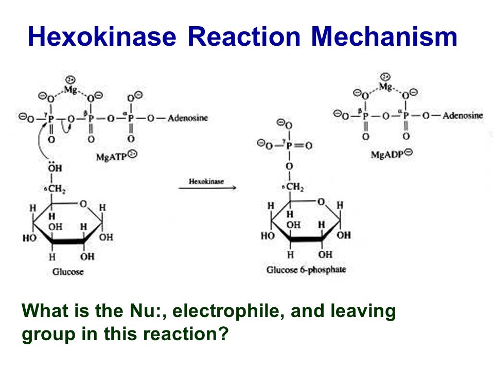 Hexokinase Reaction Mechanism