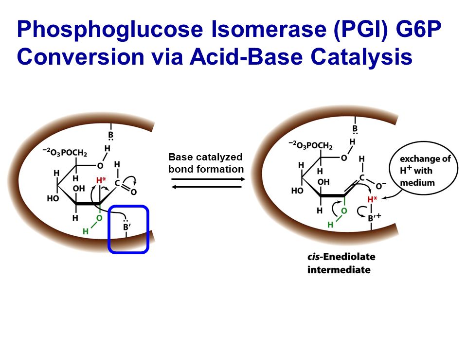 Phosphoglucose Isomerase (PGI) G6P Conversion via Acid-Base Catalysis