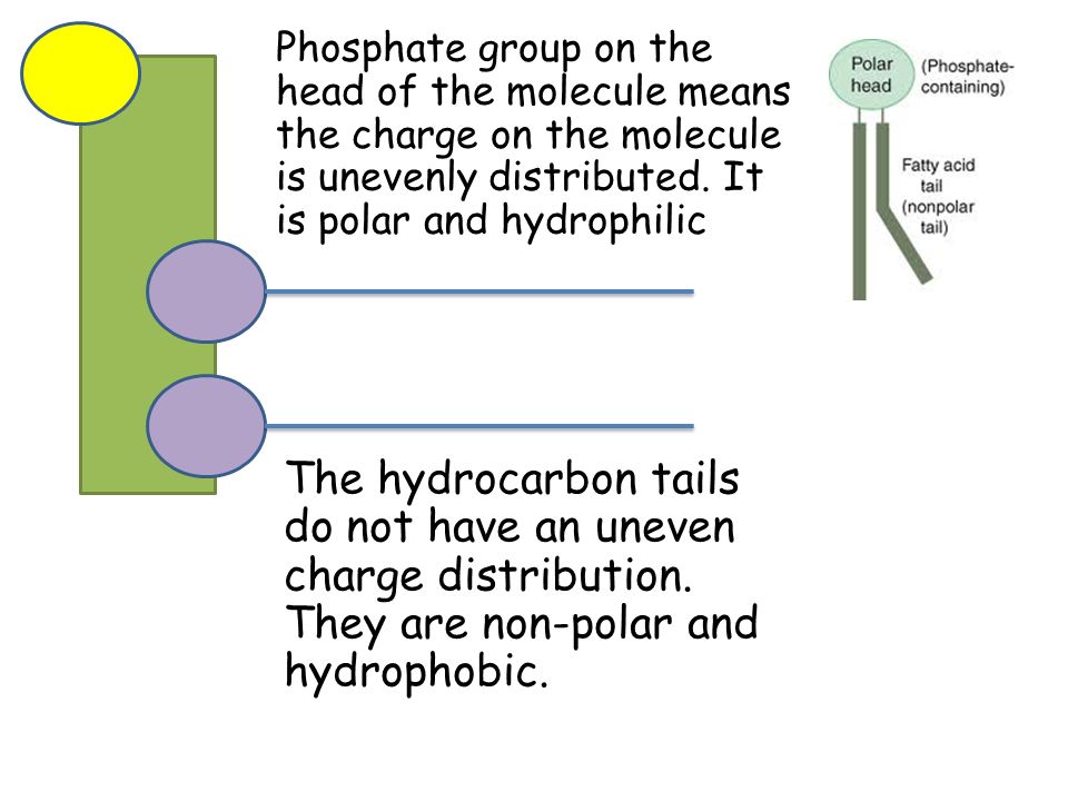Phosphate group on the head of the molecule means the charge on the molecule is unevenly distributed. It is polar and hydrophilic