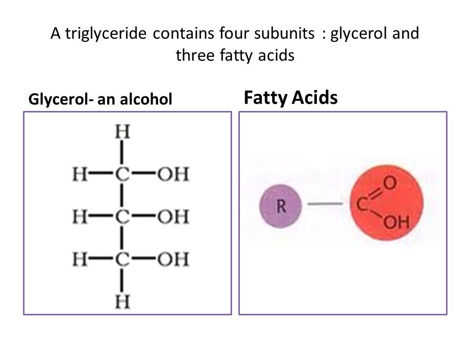 A triglyceride contains four subunits : glycerol and three fatty acids