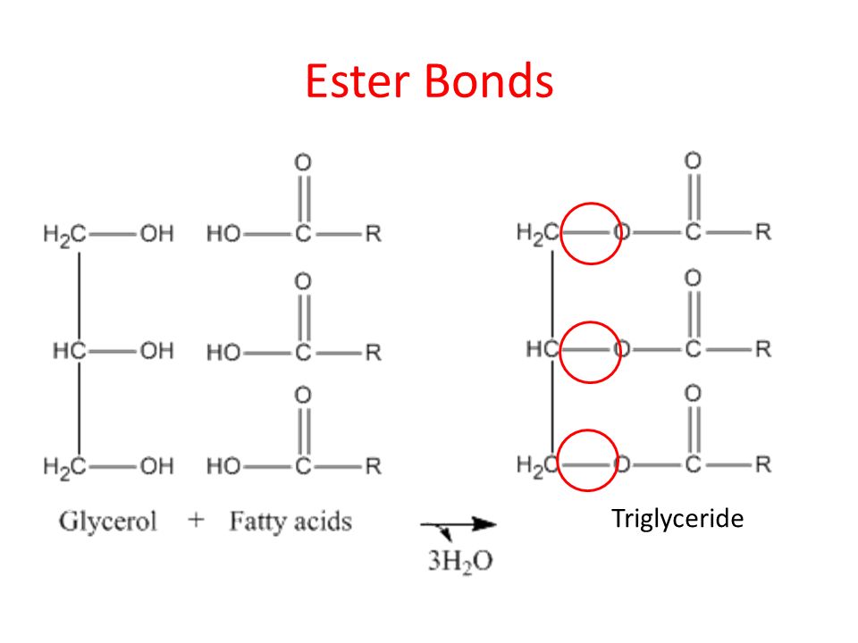 Ester Bonds Triglyceride