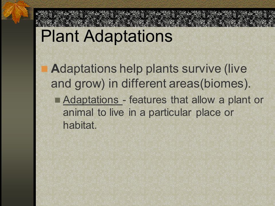 Plant Adaptations Adaptations help plants survive (live and grow) in different areas(biomes).