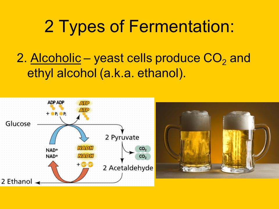 2 Types of Fermentation: