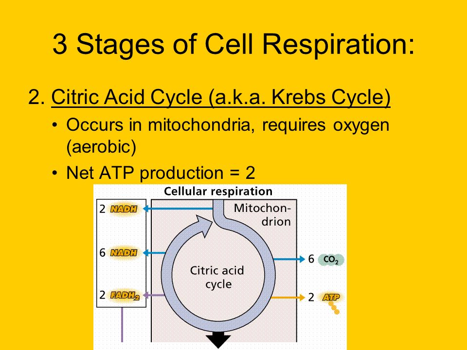3 Stages of Cell Respiration: