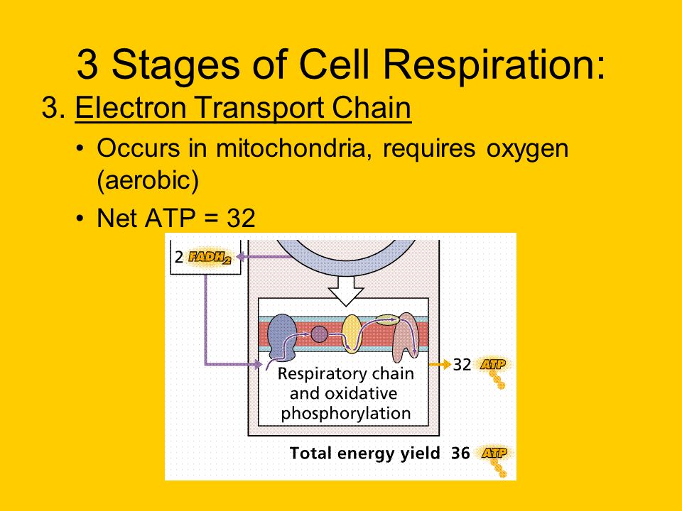 3 Stages of Cell Respiration: