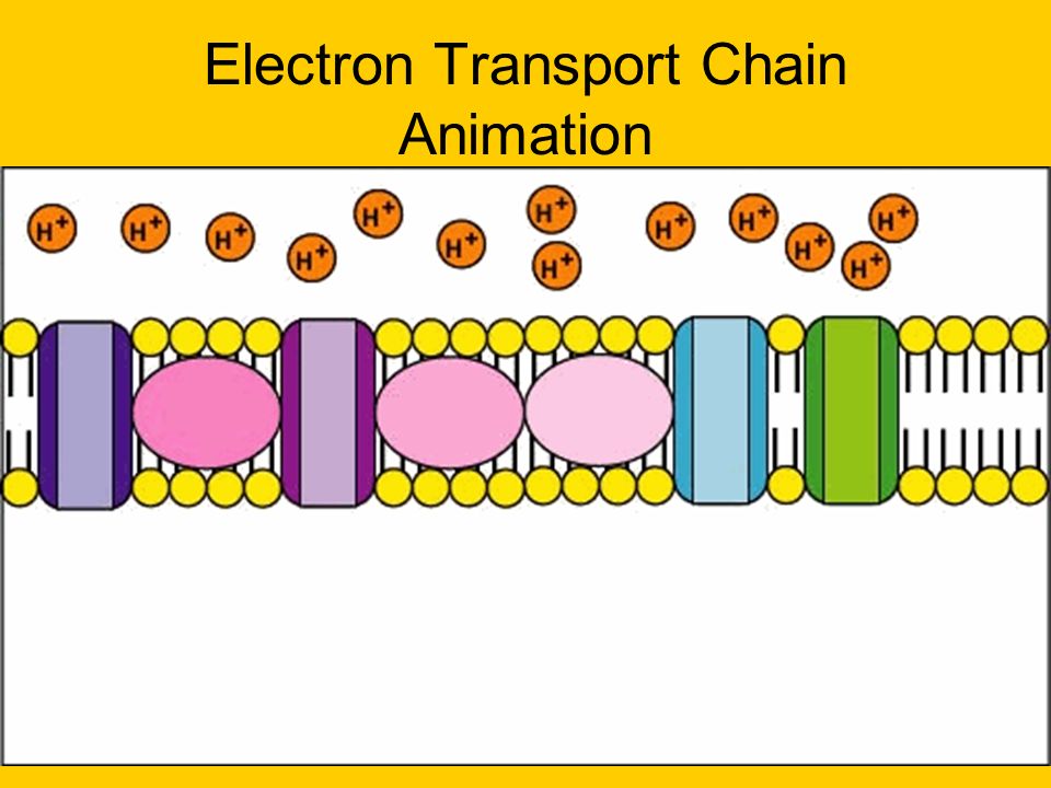 Electron Transport Chain Animation